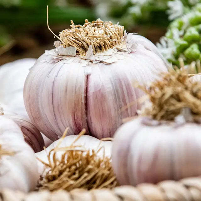 Ultimate Garlic Lovers Bundle
