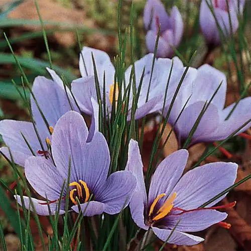 where to buy saffron flower seeds Saffron Fall Blooming Crocus Dormant Spring Flowering Bulbs 25 Pack