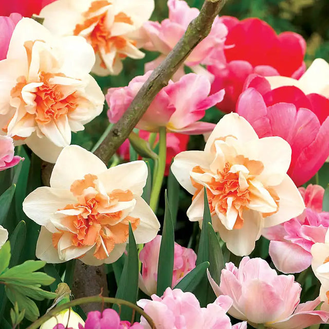Daffodil Raspberry Daffodil Bulbs For Sale | Gurney's Seed & Nursery Co.