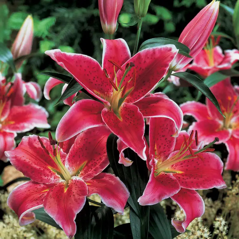 red and white asiatic lily Stargazer Lily - 5 Plants - 16-18 cm Bulb | Lilium orientalis 'Stargazer' | Pink | Zone 3-9 | Full Sun