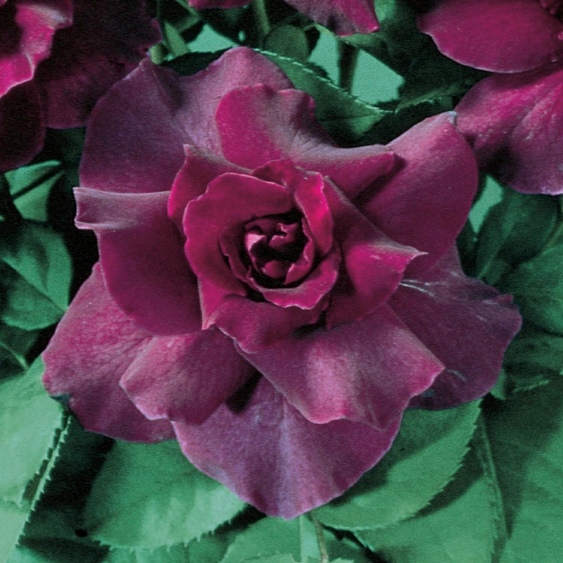 Guernys Roses Intrigue Floribunda Rose – Gurney's Seed & Nursery Co.