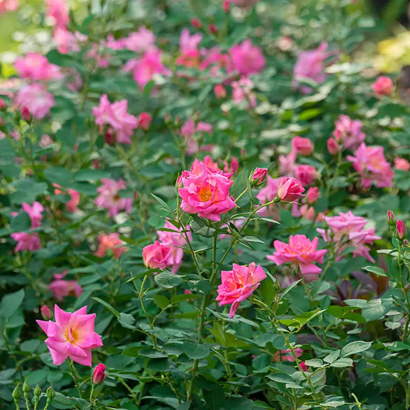 Guernys Roses Pink Freedom Hedge Rose – Gurney's Seed & Nursery Co.