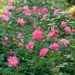 Pink Freedom Hedge Rose – Gurney's Seed & Nursery Co.