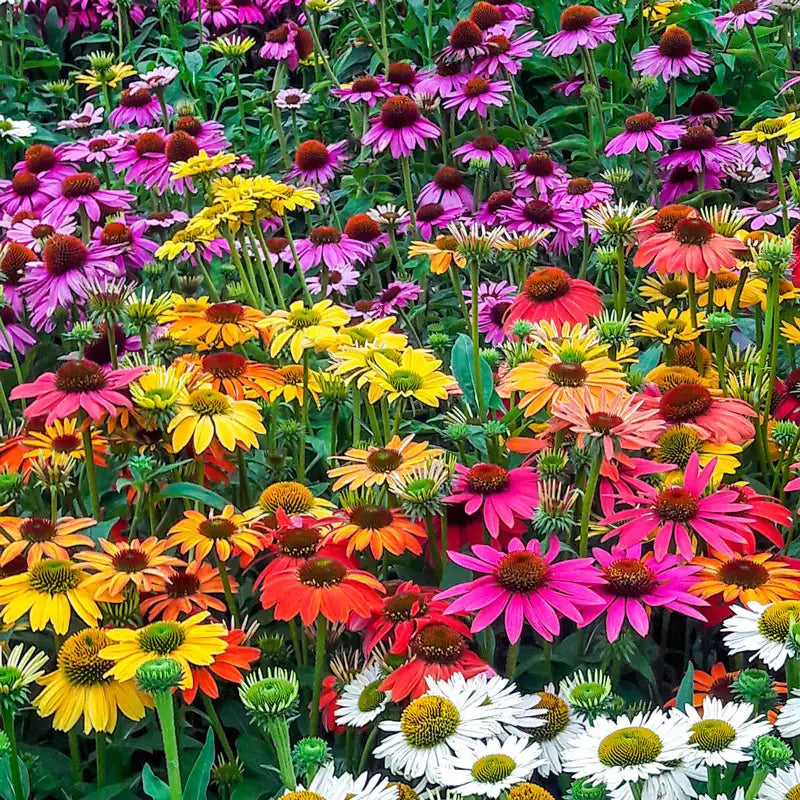 coneflower from seed to plant Coneflower Mix