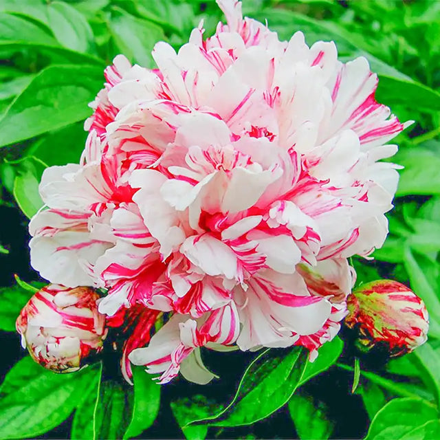 Peony Collection | Gurney's Seed & Nursery Co.