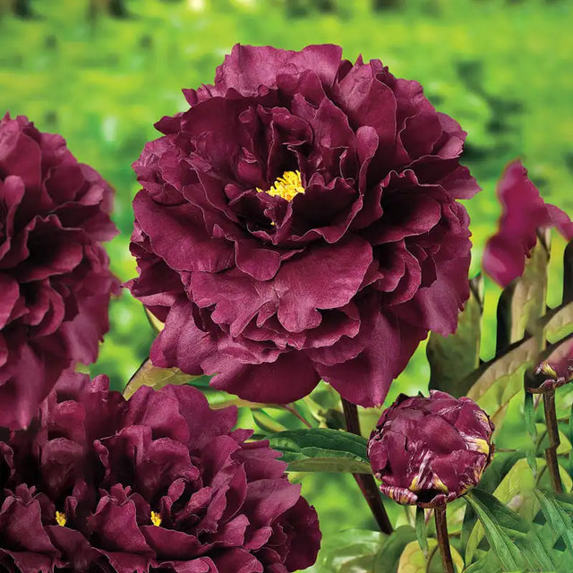 Peony Collection | Gurney's Seed & Nursery Co.