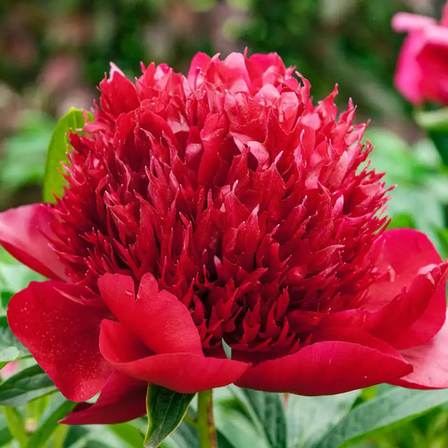 Peony Collection | Gurney's Seed & Nursery Co.