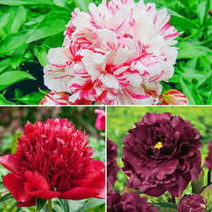Peony Collection | Gurney's Seed & Nursery Co.