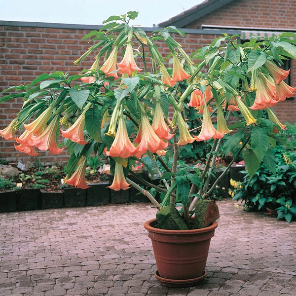 Buy Pink Angel Trumpet Today Shop Online at Gurney's Seed