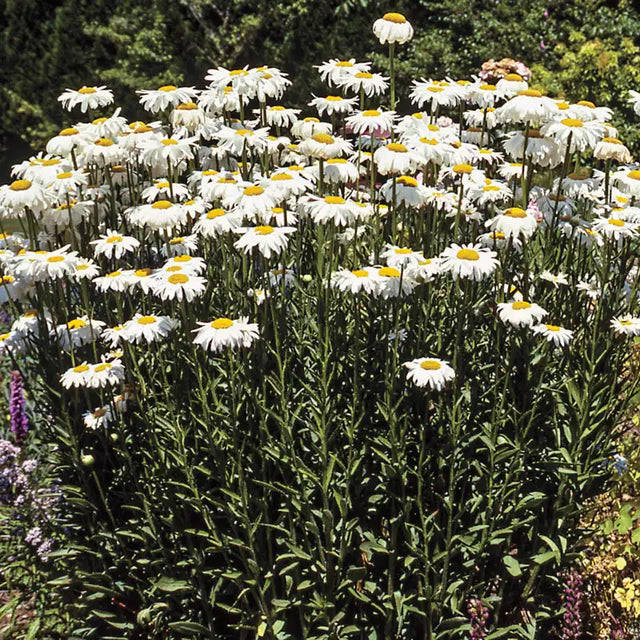 Becky Perennial Shasta Daisy
