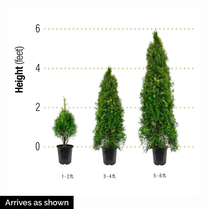 thuja plant seeds Green Giant Arborvitae - 10 Plants - 5-6 ft | Thuja plicata 'Green Giant' (syn T. 'Gigantioides') | Zone 5-8