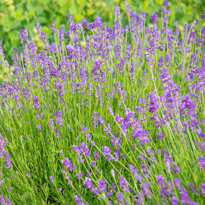 where to buy munstead lavender plants Munstead Lavender