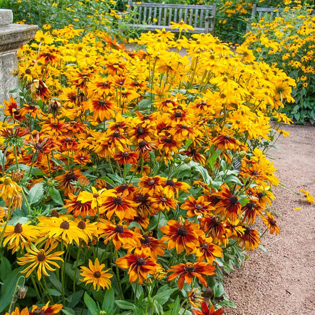 Fall Rudbeckia Buy Autumn Colors Rudbeckia | Shop Online at Gurney's Seed & Nursery Co.