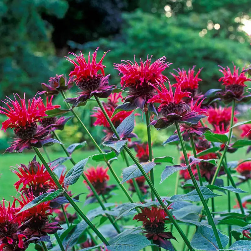 bee balm flower seeds Balmy Purple Dwarf Bee Balm