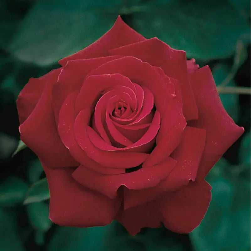 Guernys Roses Firefighter Hybrid Tea Rose | Gurney's Seed & Nursery Co.