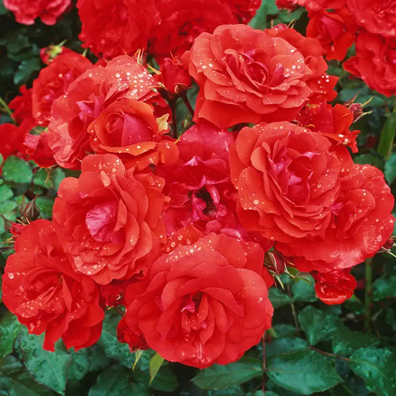 Guernys Roses Trumpeter Floribunda Rose | Gurney's Seed & Nursery Co.