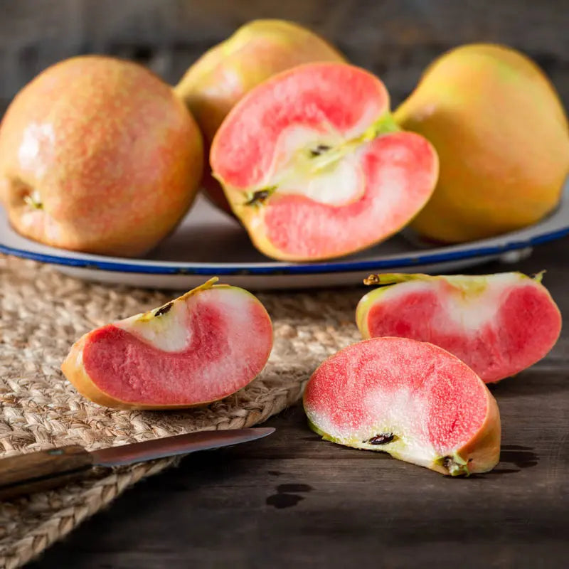 Glo Apple Raspberry Box Lucy™ Glo Apple Tree | Gurney's Seed & Nursery Co.