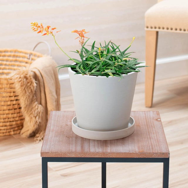 Aloe Firebird Hybrid in Nursery Pot