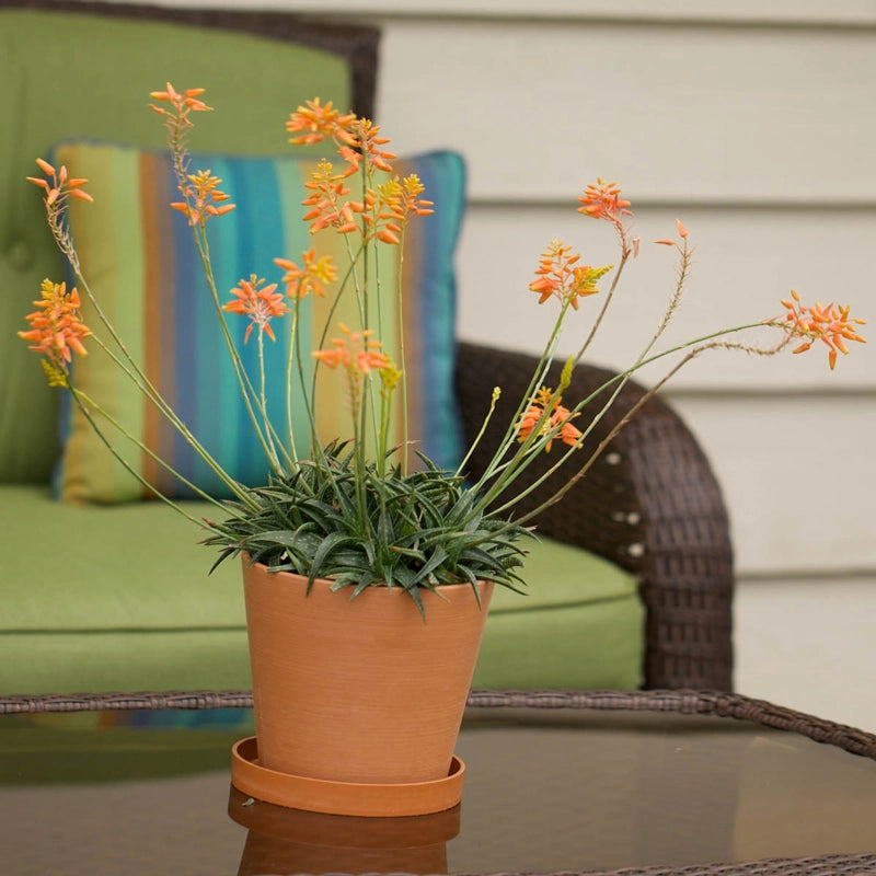 firebird succulent Aloe Firebird Hybrid in Nursery Pot