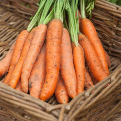 Crunch-A-Bunch™ Hybrid Carrot | Gurney's Seed & Nursery Co.