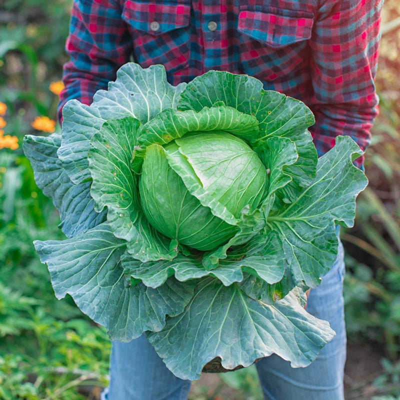 best fertilizer for cabbage plants Slaw Master Hybrid Cabbage - Pkt Of Approx. 50 Seeds | BRASSICA OLERACEA 'TOD0017' Hybrid