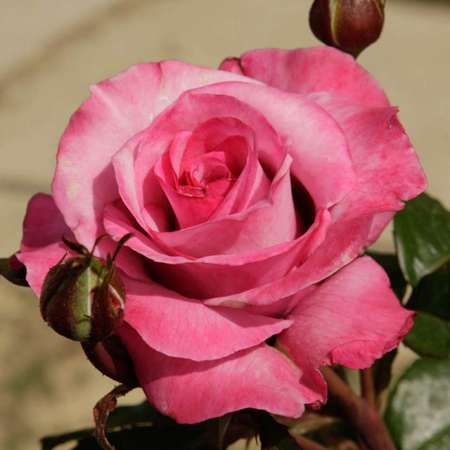 Half Hybrid Tea ‘Barbra Streisand’ Rose
