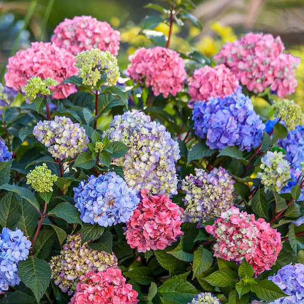 Buy 3-N-1 Hydrangea Today | Shop Online at Gurney's Seed & Nursery Co.