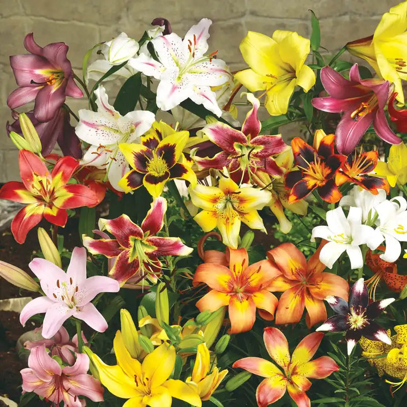 asiatic lily spread Lily Value Mix – Gurney's Seed & Nursery Co