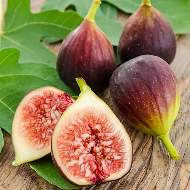 Improved Brown Turkey Fig Tree Gurney's Seed & Nursery Co.