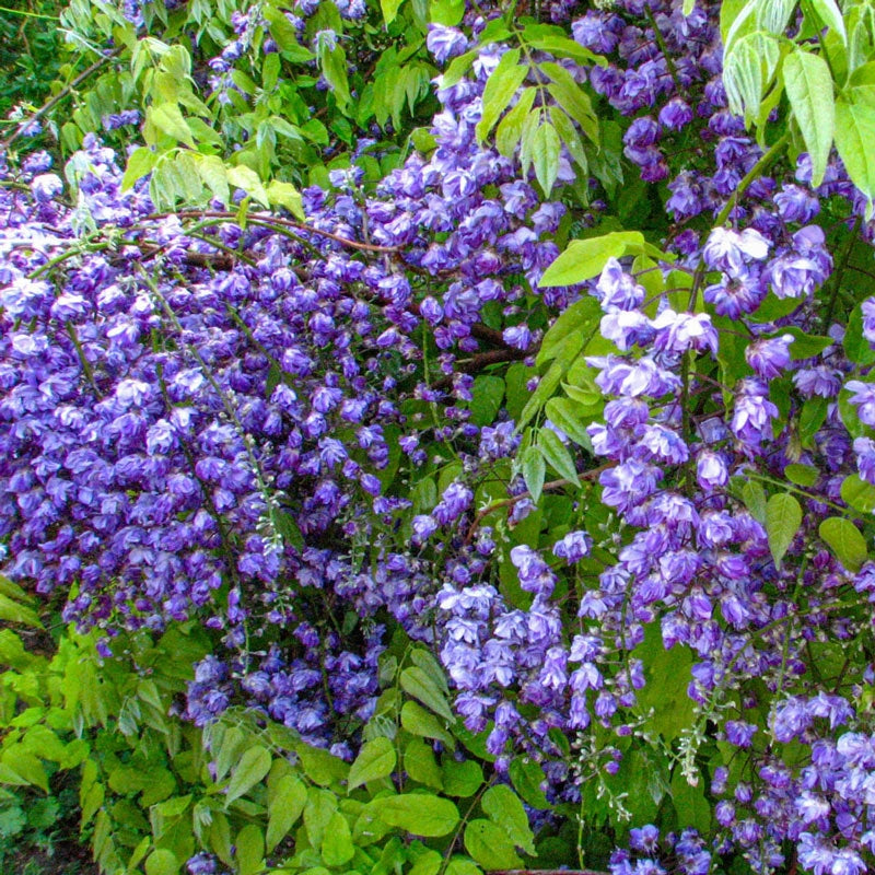 Black Dragon Wisteria - Premium (Qty- 1) | Wisteria floribunda