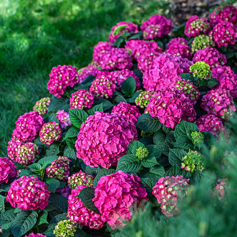 garden crush seeds Endless Summer Summer Crush Hydrangea for Sale