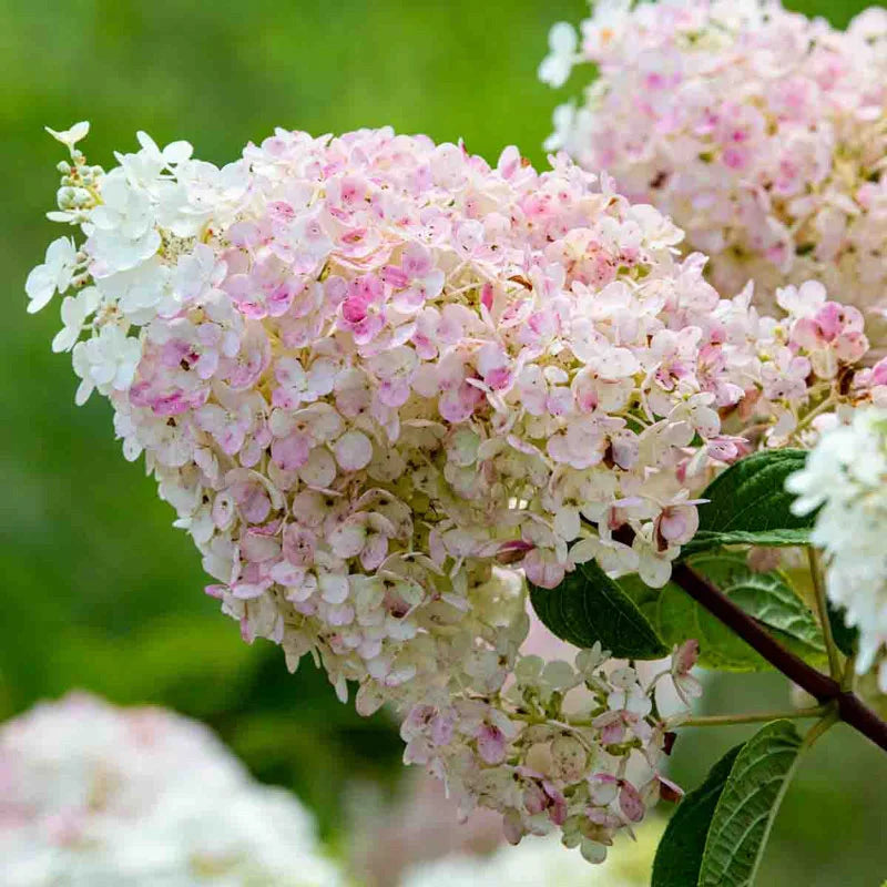 Strawberry Sundae™ Hydrangea – Gurney's Seed & Nursery Co.