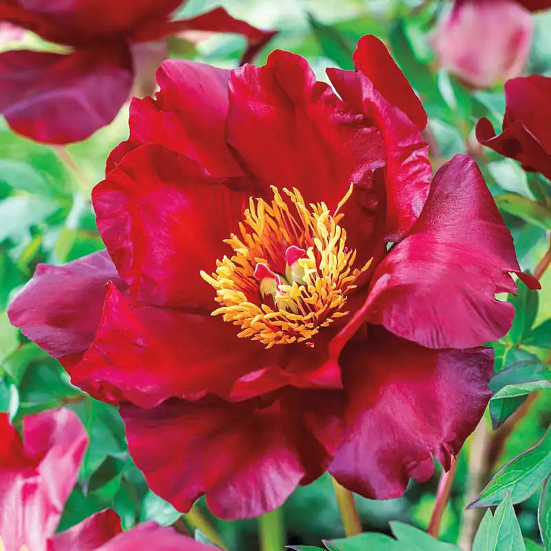 Scarlet Heaven Itoh Peony | Gurney's Seed & Nursery Co. – Gurneys