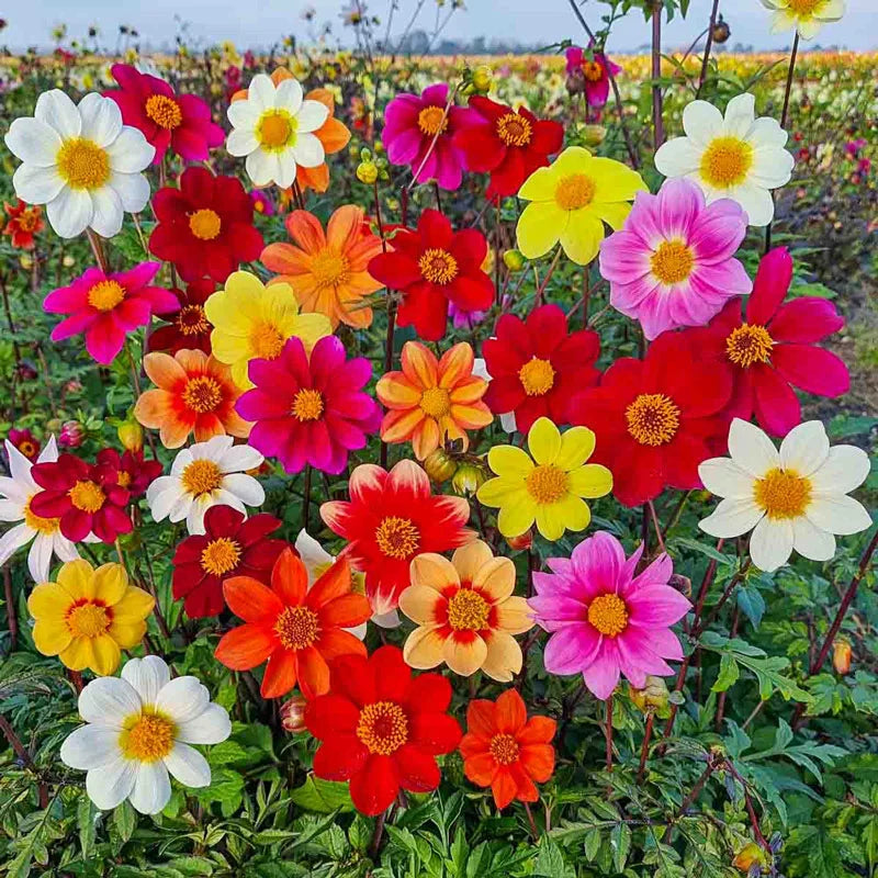 dahlia seed mix Beeline Dahlia Mix - Pkt Of Approx. 25 Seeds | Dahlia 'Beeline Mix'