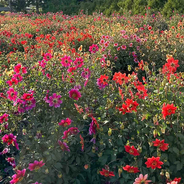 Beeline Dahlia Mix