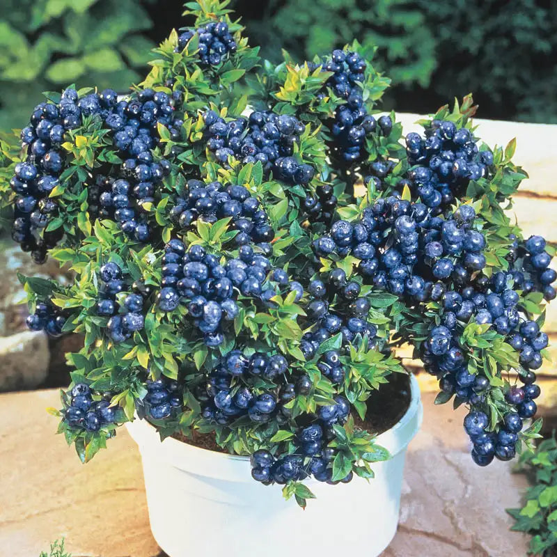 blueberry seed planting Dwarf TopHat Lowbush Blueberry Plant