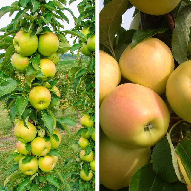 Pollinator Pack: Tangy Green™ / Golden Treat™ Apple