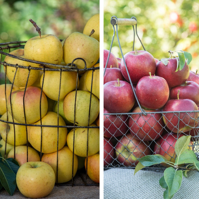 Pollinator Pack: Crunch-A-Bunch™ / Pixie Crunch® Apple