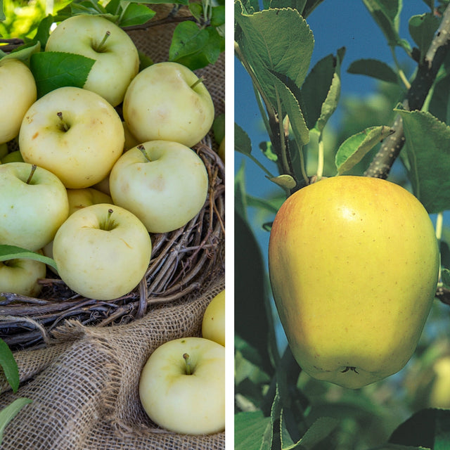 Pollinator Pack: Golden Delicious / Pristine Apple