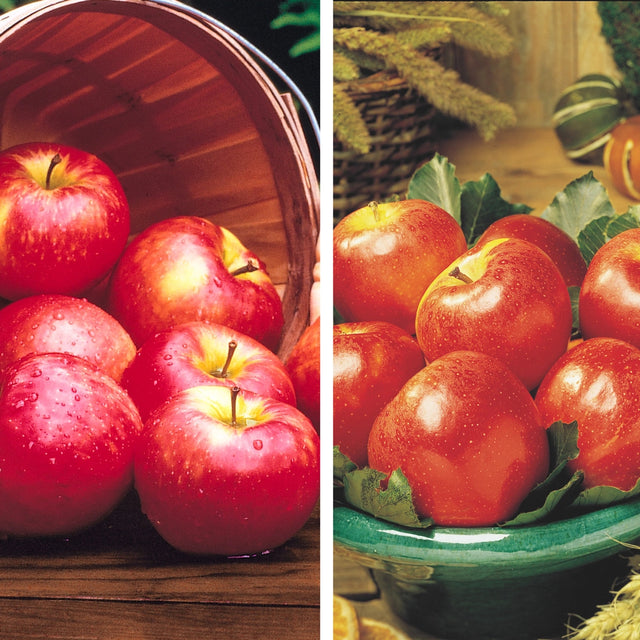 Pollinator Pack: Honeycrisp / Gala Apple