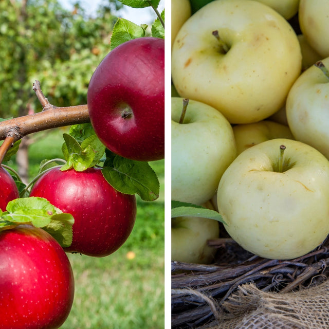Pollinator Pack: Liberty / Pristine Apple