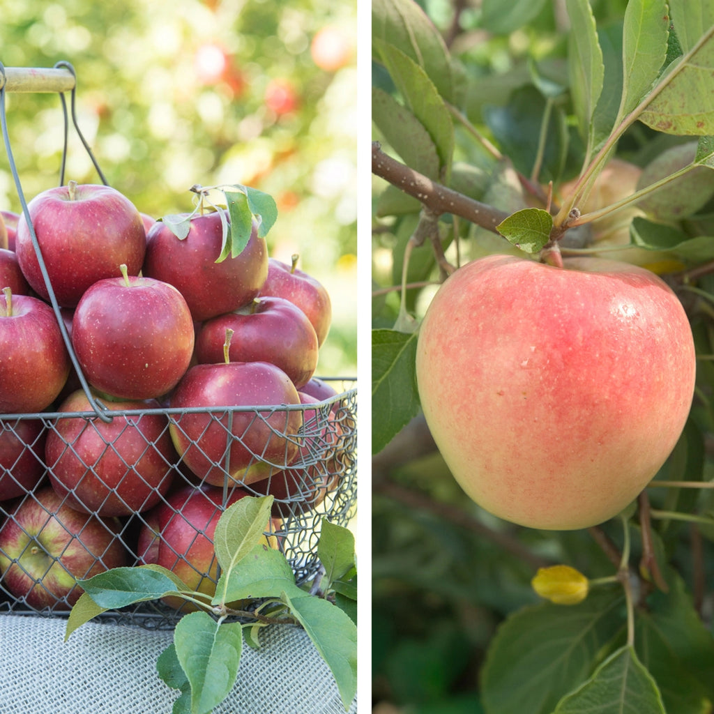 Pollinator Pack: Pixie Crunch® / Sundance® Apple – Gurney's Seed ...
