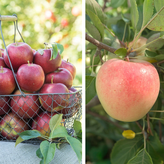 Pollinator Pack: Pixie Crunch® / Sundance® Apple