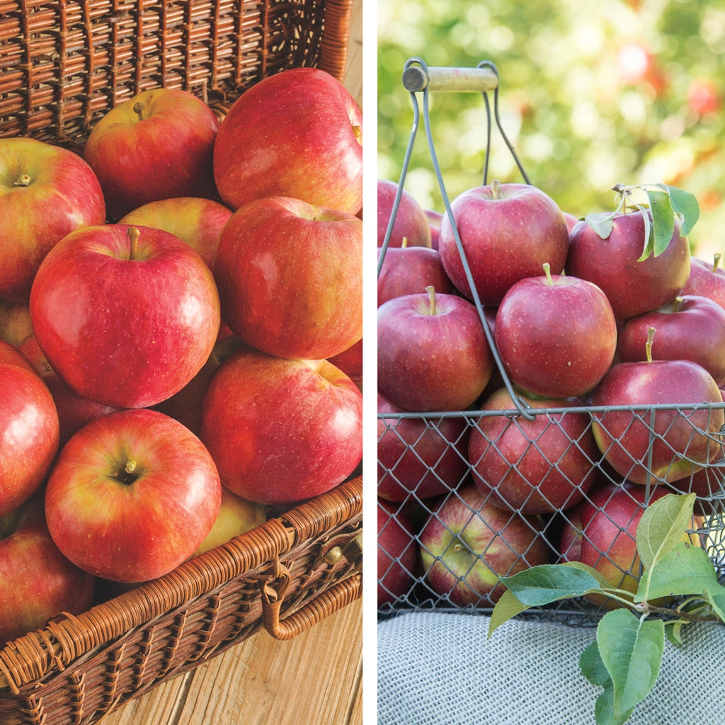Pollinator Pack: Sweet Sixteen / Pixie Crunch® Apple – Gurney's Seed ...