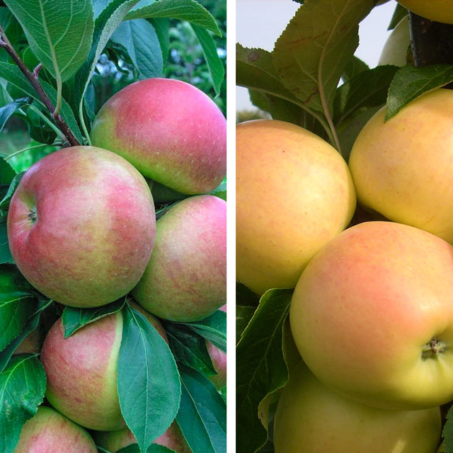 Pollinator Pack: Golden Treat™ / Blushing Delight™ Apple