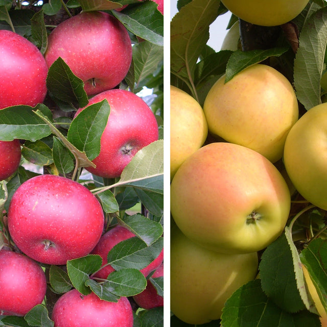 Pollinator Pack: Tasty Red™ / Golden Treat™ Apple