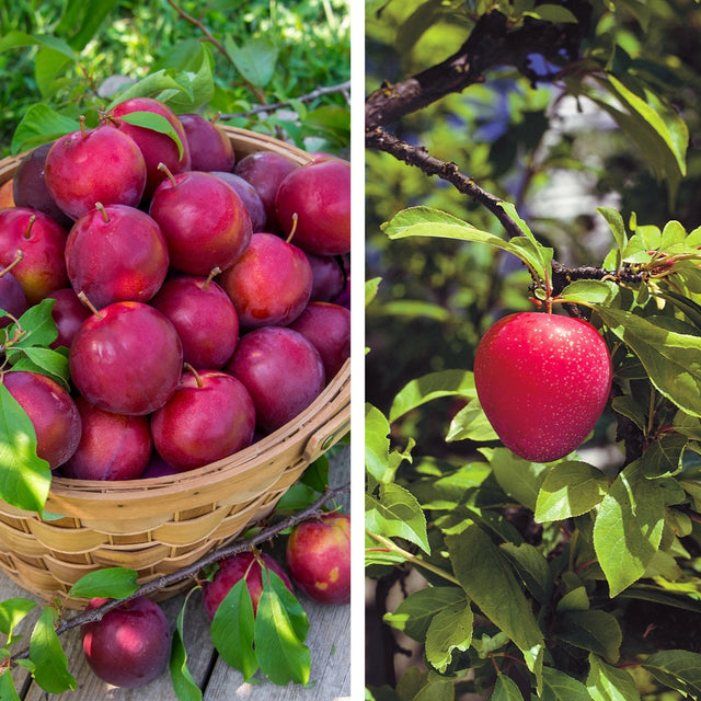 Pollinator Pack: Alderman / Superior Plum