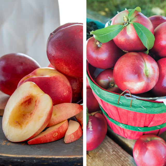 Pollinator Pack: Captain Crunch™ / Yumm Yumm® Nectarine