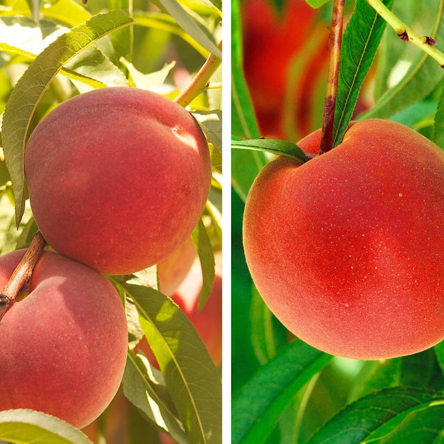 Pollinator Pack: Contender / TruGold™ Peach