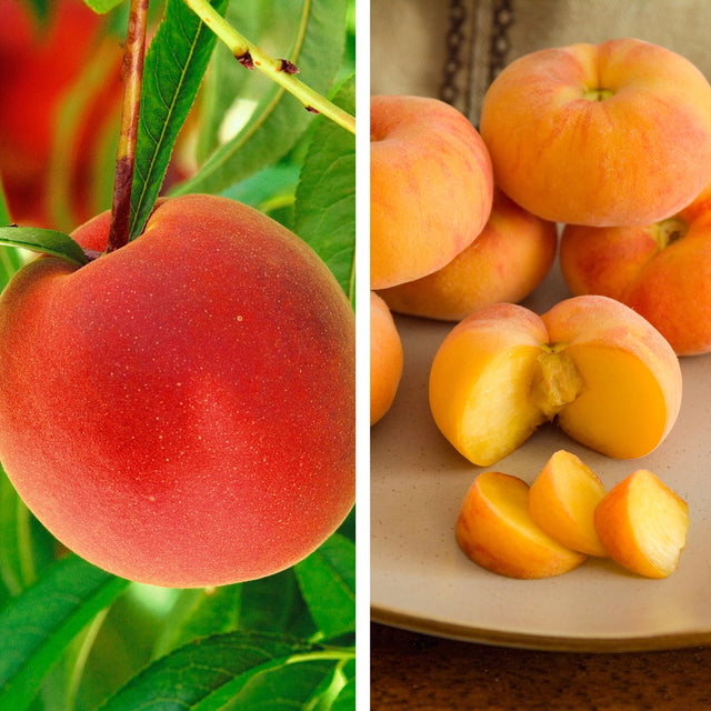 Pollinator Pack: TruGold™ / Flat Wonderful™ Peach
